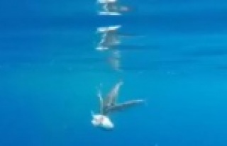 Balon balıkları oltaya takılan balon balığına...