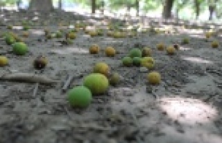 Boncuk portakallar sıcaklığın kurbanı oldu