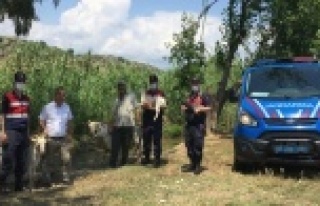 Çaldıkları keçileri ve malzemeleri satıp uyuşturucu...