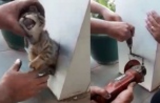 Demir kolona sıkışan kediyi esnaf kurtardı