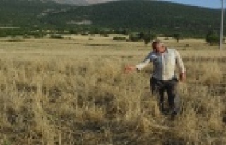 Domuzlar arpa tarlasını istila etti