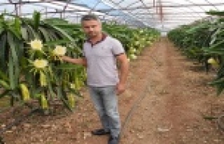 Dönümde 10 bin adet meyve alıyor, meyvenin tanesini...