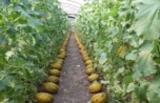 Kavunlarını simetrik şekilde sıraladığı görüntüler...