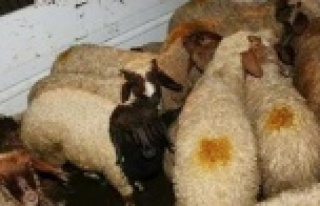 Koyun hırsızı jandarmadan kaçamadı