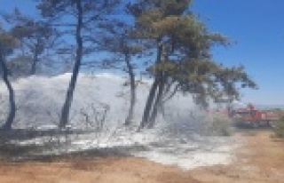 Manavgat'ta orman yangını