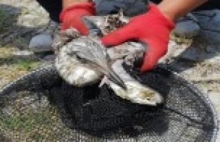 Oltaya takılmış balık yutan martı tedavi edilip...