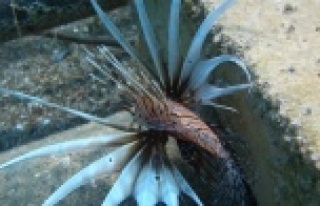 Su altının iki zehirli türü görüntülendi