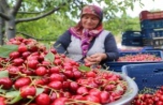 Toroslar'daki kiraz bahçeleri üreticinin yüzünü...