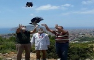 Yaralı sansar ve iki karga yavrusu yeniden özgür