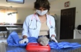 Yavru kedi Işık, kanalizasyondan kurtulup sıcak...