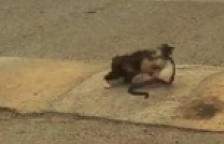 Yolda bulduğu 1 metrelik yılanı ağzına alıp...