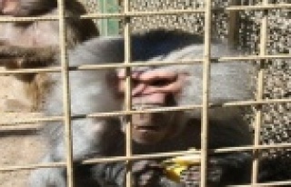 Ziyarete açılan Hayvanat Bahçesinin yeni sevimli...