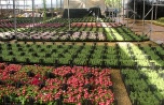 Alanya Belediyesi, 21 mezarlıkta 58 bin çiçek dağıtacak