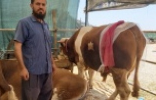 Alanya'da Ay-yıldızlı boğa pazarın gözdesi...