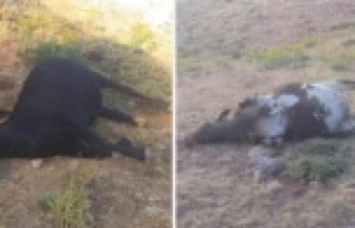Alanya'da büyükbaş hayvanları zehirlediler