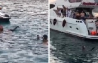 Alanya'da caretta carettaya eziyetin fotoğrafı