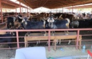 Alanya'da kurban kesimi için randevu alma işlemi...