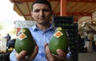 Alanya'da sıcaklar avokadoyu vurdu