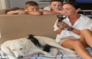 Annesiz kedi yavrularına evin köpeği sahip çıktı