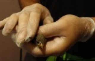 Bacağına ip dolaşan kuşa kurtarma operasyonu