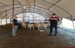 Çaldıkları hayvanları satmaya çalıştılar