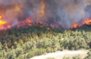 Çanakkale'deki orman yangını yaşanan Yalova...