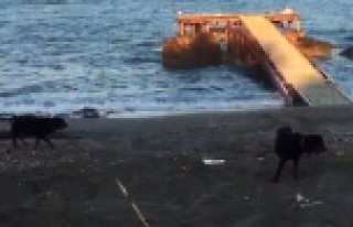 Caretta caretta yuvalama alanına giren iş makinesi...