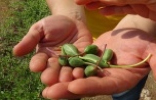 Değersiz diye arazilerden söktükleri bitkinin kilosu...