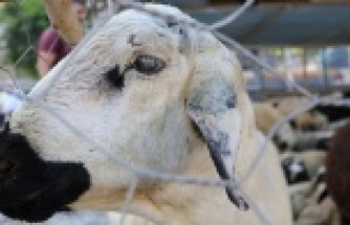 Korona virüs kurbanlık satışlarını etkiledi