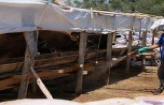 Kurban satış yerleri ilaçlanıyor
