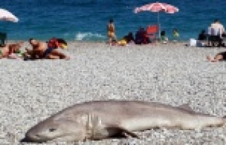 Plajda tatilcileri korkutan kare