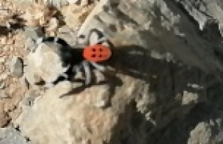 Soyu tehlike altında bulunan zehirli ve saldırgan...