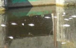 Tahliye kanalında balık ölümleri