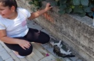 Yol kenarında can çekişen kediyi gören çocuk...