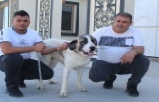 Alanyalı işletmeciye yolda bulup tedavi ettirdiği...