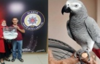 Alanya'da çalınan ödüllü papağanı polis...