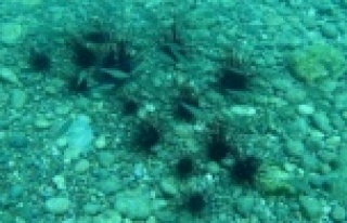 Alanya'da denize girenler dikkat! Zehirli