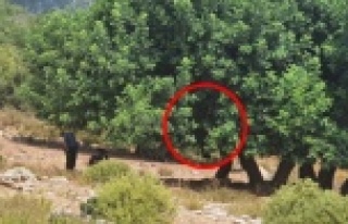Alanya'da kendisini ağaca asarak intihar etti