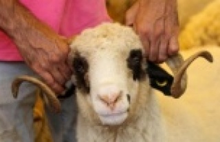 Alanya'da kurbanda en çok ne kesildi?