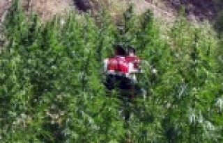 Alanya'da ormana esrar bahçesi kurmuşlar!