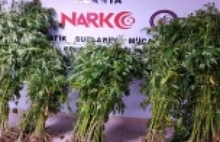 Alanya'da ormanı kenevir tarlasına çevirmişler