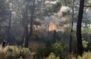 Aynı saatlerde 4 ayı orman yangını