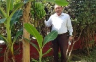 'Bu meyveler Alanya'da yetişiyor'