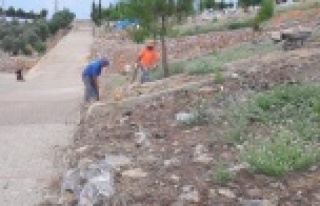 Büyükşehirden mezarlıklarda temizlik