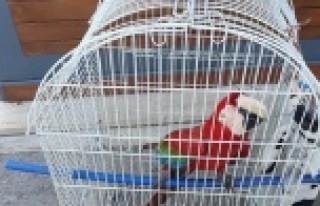 CITES belgesi olmayan papağanlar ve iguanaya el konuldu