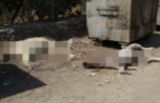 Emekli öğretmen bahçesindeki hayvanların öldüğünü...