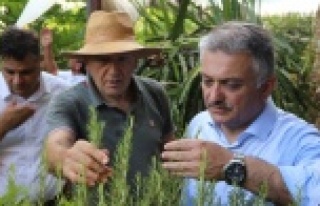 Gazipaşa tropikal meyve üretiminde çığır açacak