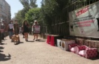 Hayvanseverler sitede camda asılı bulunan kedi için...