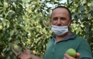 Kalp şeklindeki amuda yoğun ilgi