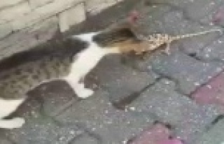 Kedi ile bukalemunun kavgası